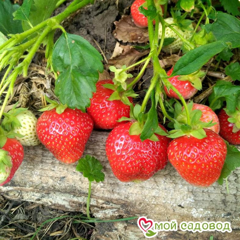 Клубника Эверли