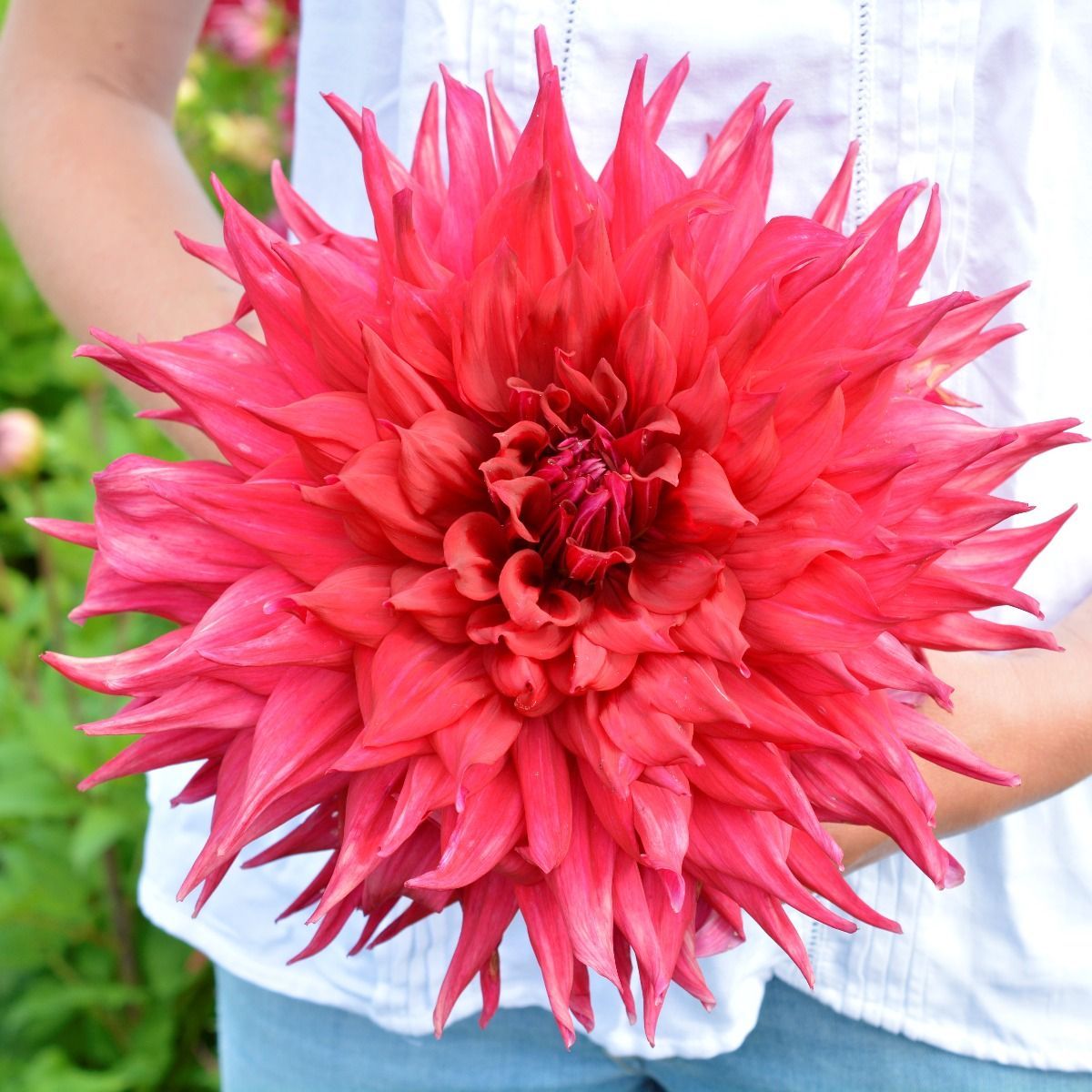 Георгина декоративная Крев Кёр (CREVE COEUR)