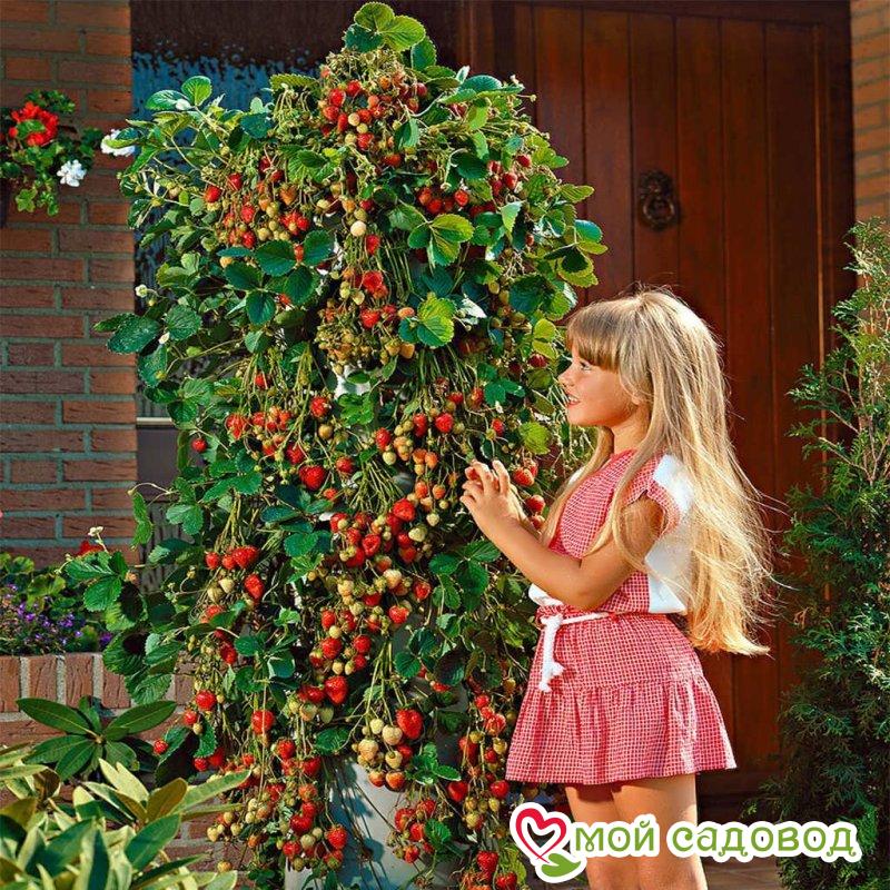 Клубника ремонтантная (крупноплодная) Вьющаяся