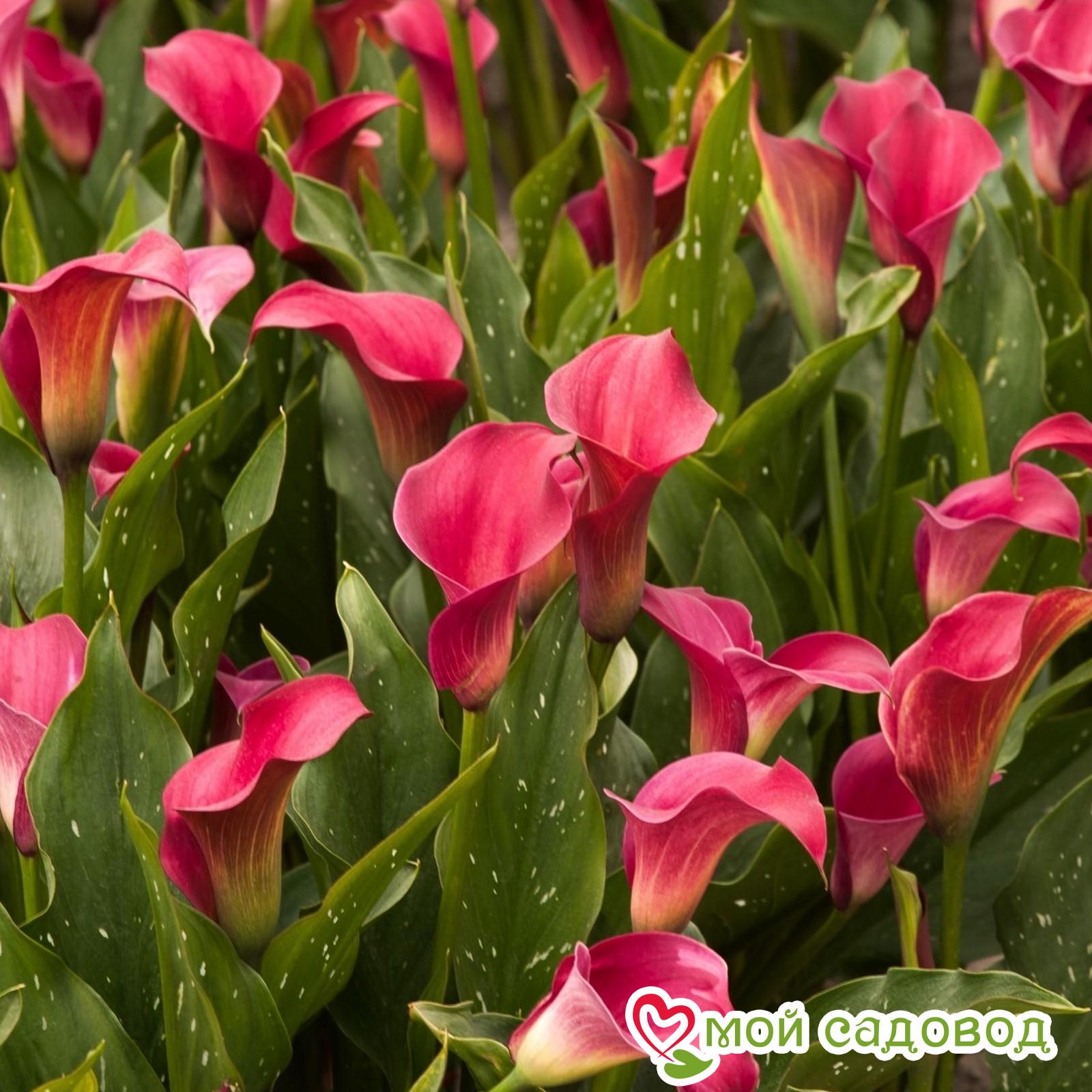 Калла Аллюр