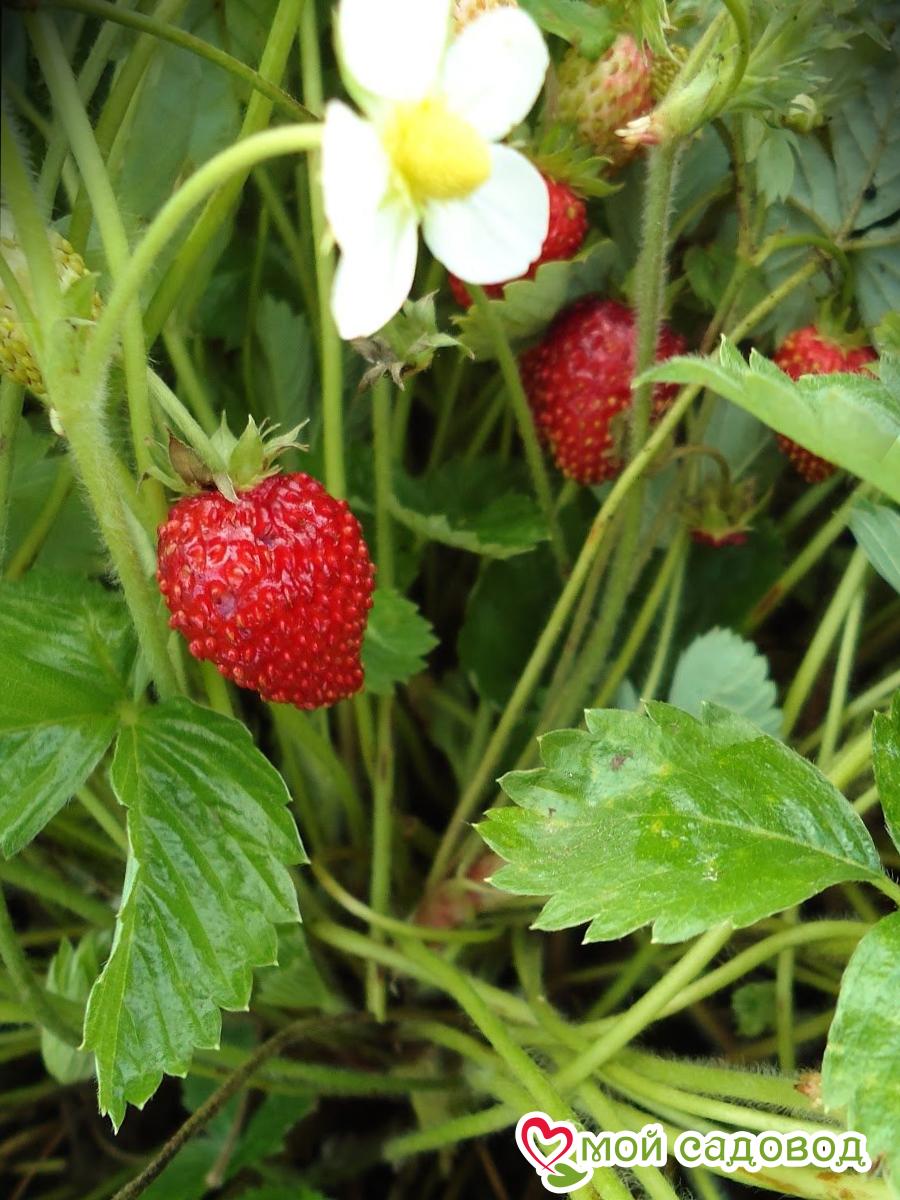 Земляника ремонтантная Али-Баба
