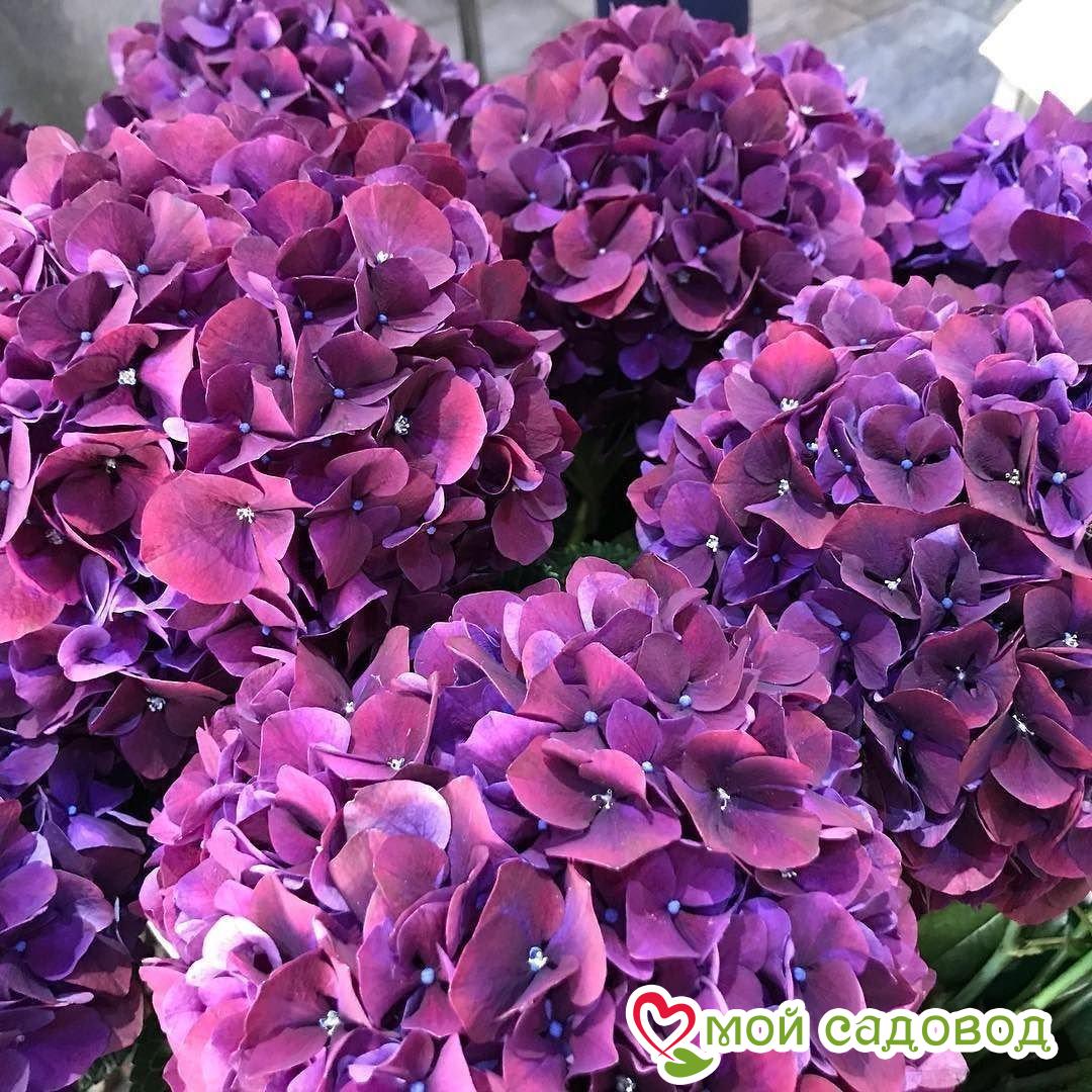 Гортензия Фрисби Пурпл