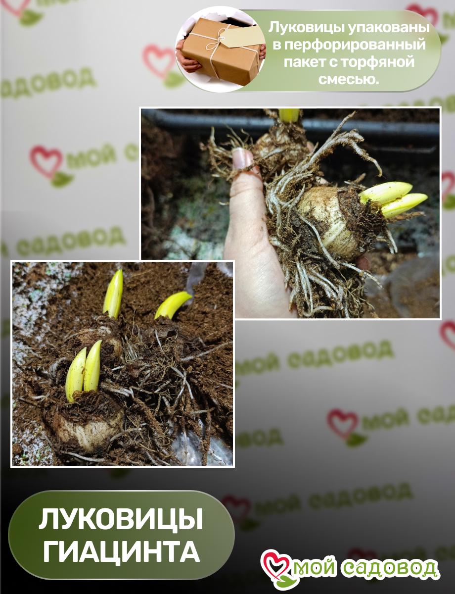 Гиацинт Кримсон Тайфун